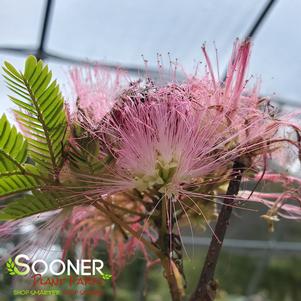 Albizia julibrissin 'E.H. Wilson'