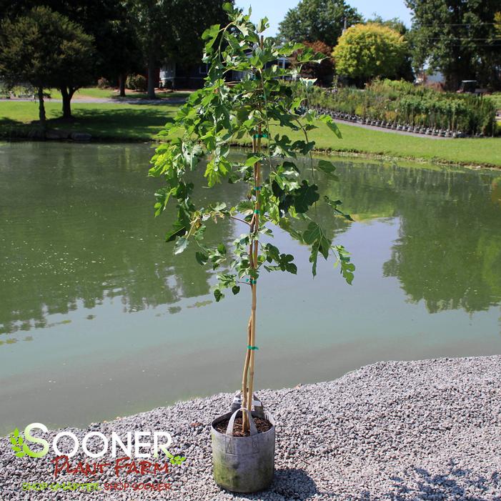 CHAPARRAL WEEPING MULBERRY