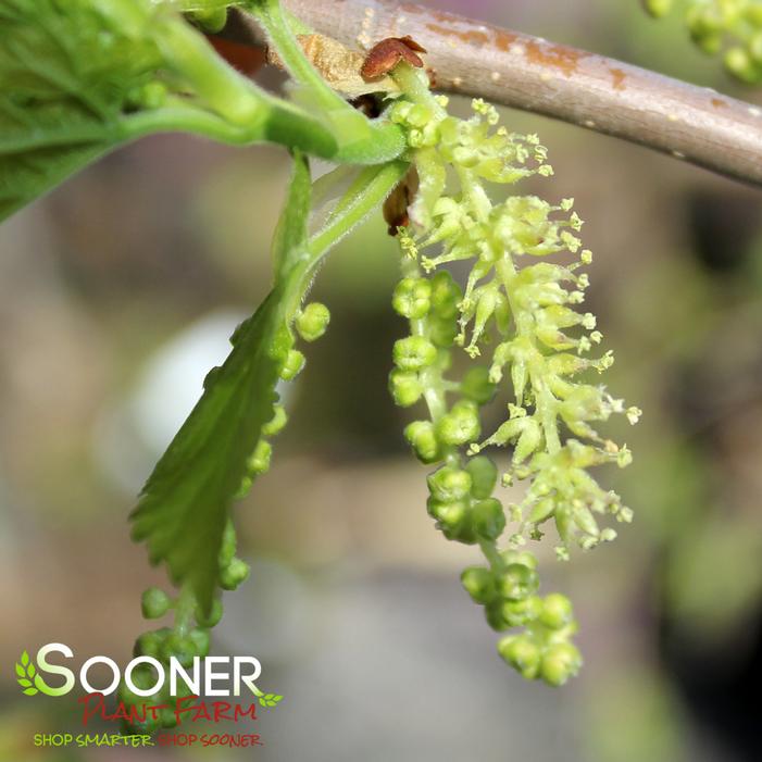 CHAPARRAL WEEPING MULBERRY