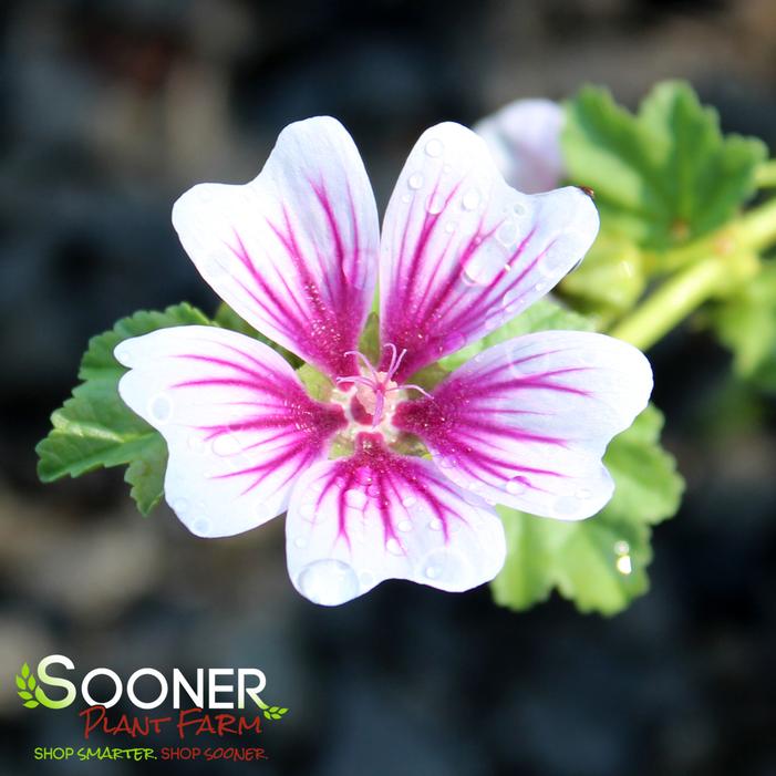 ZEBRINA MUSK MALLOW