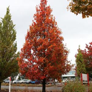 Quercus x bimundorum 'JFS-KW1QX'