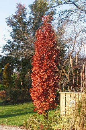 CHIMNEY FIRE OAK