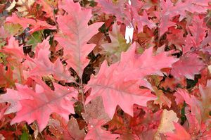 NORTHERN RED OAK