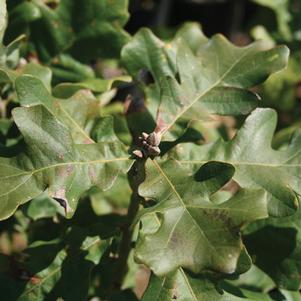 Quercus velutina ''