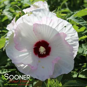 <em>Hibiscus</em> SUMMERIFIC® BALLET SLIPPERS HARDY HIBISCUS: 