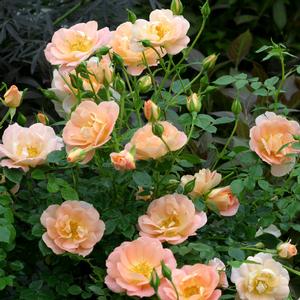 OSO EASY® PEACHY CREAM ROSE