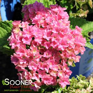 Hydrangea macrophylla 'Hortmafarfa'