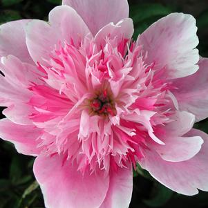 Paeonia x 'Prairie Afire'