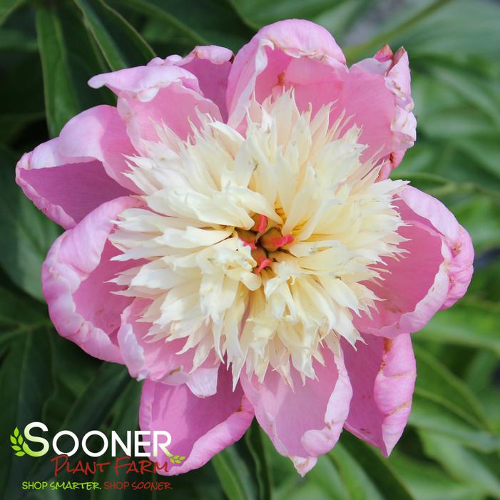 BOWL OF BEAUTY GARDEN PEONY