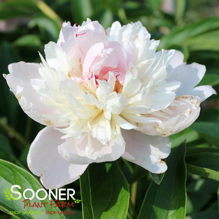 SORBET GARDEN PEONY