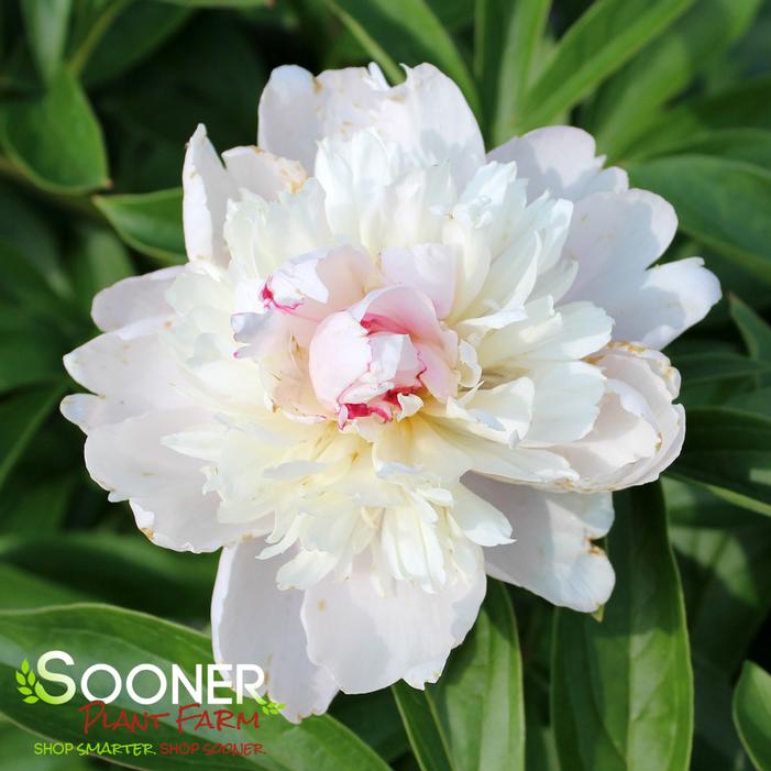 SORBET GARDEN PEONY