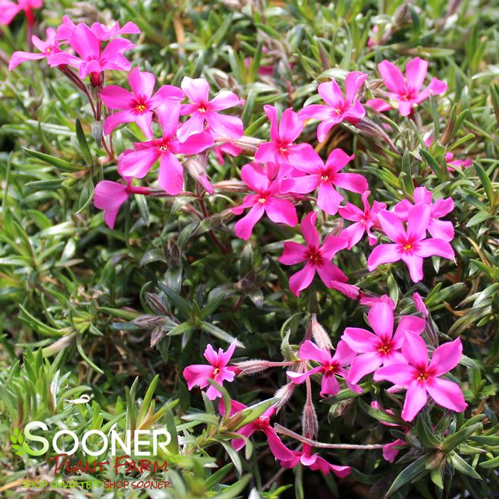 RED CREEPING PHLOX