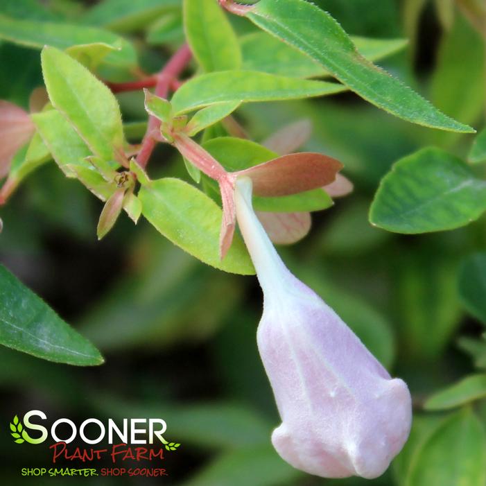 PINKY BELLS® ABELIA