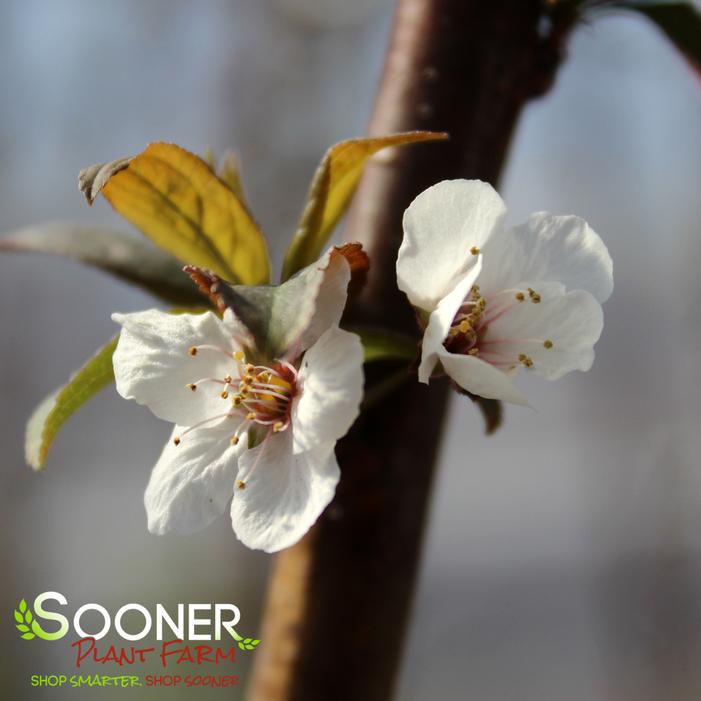 CRIMSON POINTE™ FLOWERING PLUM