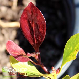 Illicium anisatum 'sPg-3-00'