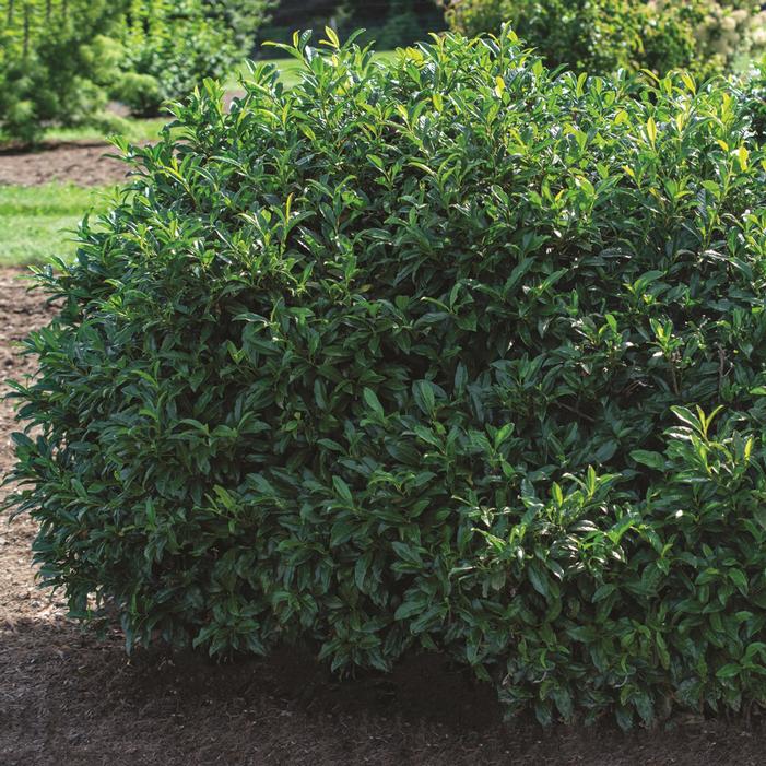 CHESTNUT HILL CHERRY LAUREL