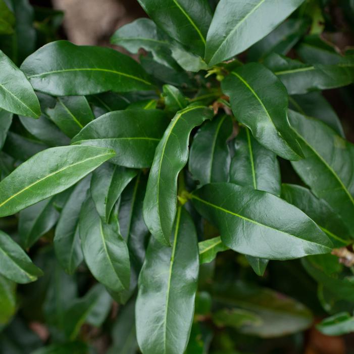 CHESTNUT HILL CHERRY LAUREL