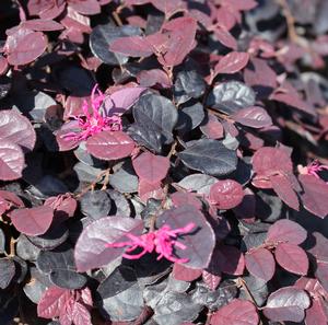 PURPLE PIXIE® LOROPETALUM