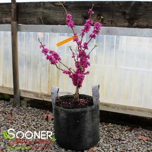 Cercis chinensis 'Don Egolf'