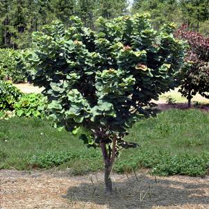 Cercis canadensis 'Little Woody'