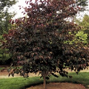 Cercis canadensis 'Forest Pansy'