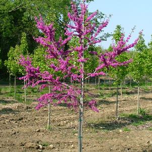 Cercis canadensis 'Luclavzam'