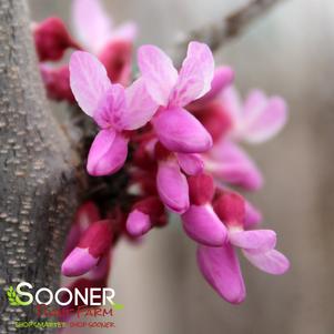 Cercis canadensis 'Pink Heartbreaker'