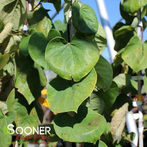 Cercis canadensis 'Cascading Hearts'