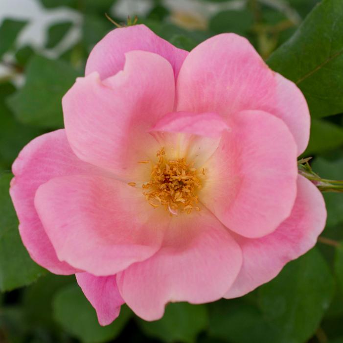 BLUSHING KNOCK OUT® ROSE