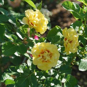 Rosa x 'CHEWGateway'