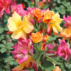 JOSEPH'S COAT CLIMBING ROSE