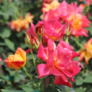 JOSEPH'S COAT CLIMBING ROSE