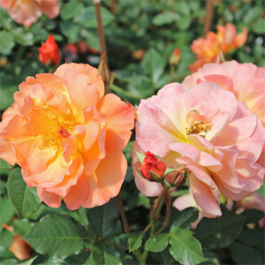 WESTERLAND CLIMBING ROSE