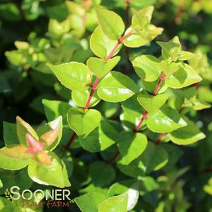 Abelia x grandiflora 'Rose Creek'