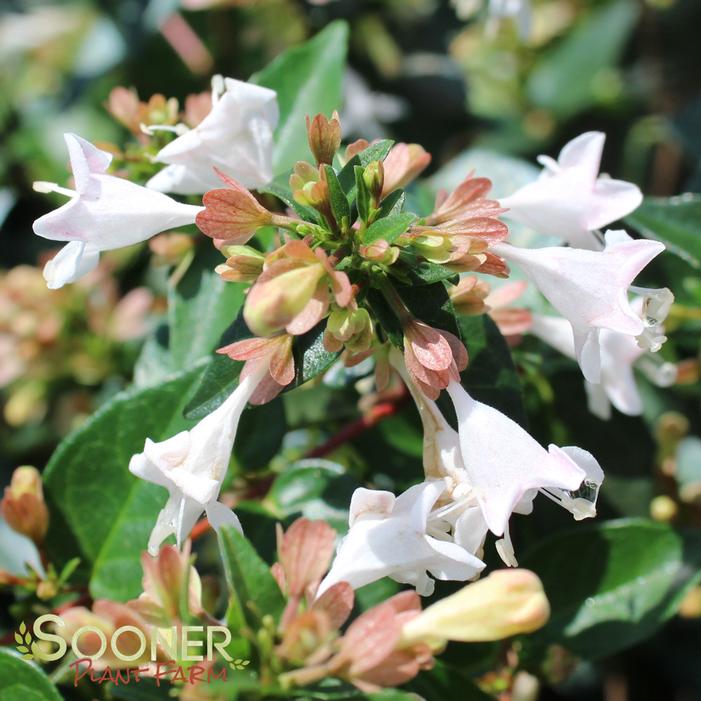 RUBY ANNIVERSARY® ABELIA