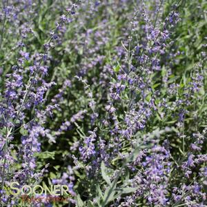 LITTLE SPIRE RUSSIAN SAGE