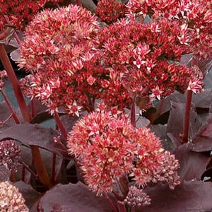 RASPBERRY TRUFFLE SEDUM