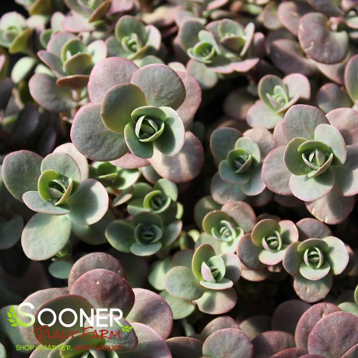 SUNSPARKLER® CHERRY TART SEDUM