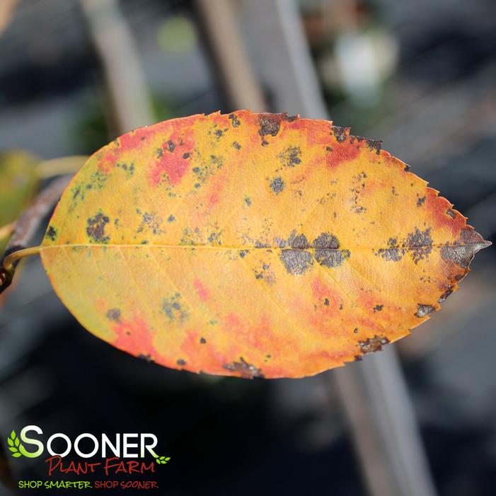 AUTUMN BRILLIANCE® SERVICEBERRY