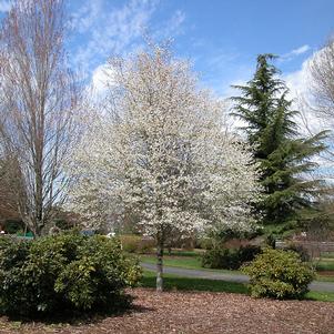 Amelanchier laevis 'JFS-Arb'