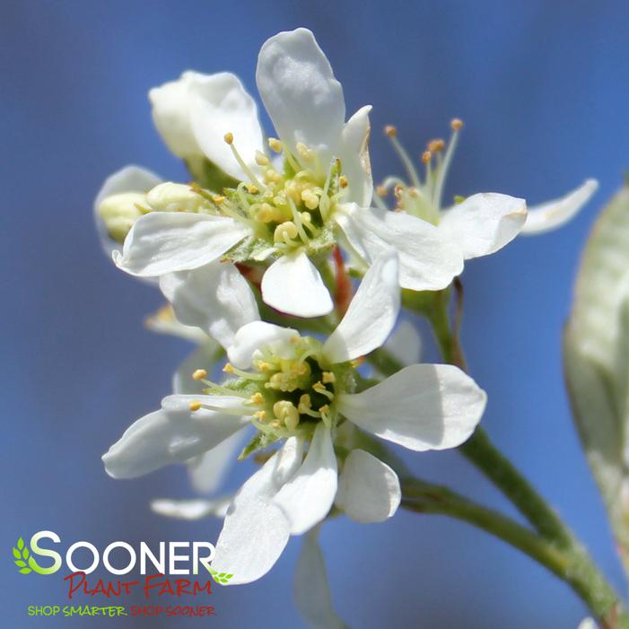 RAINBOW PILLAR® SERVICEBERRY