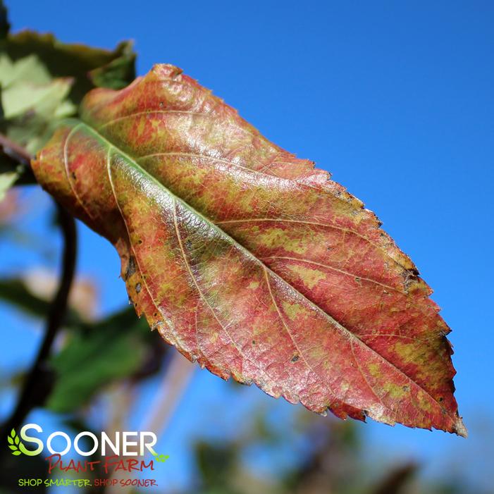 ROBIN HILL SERVICEBERRY