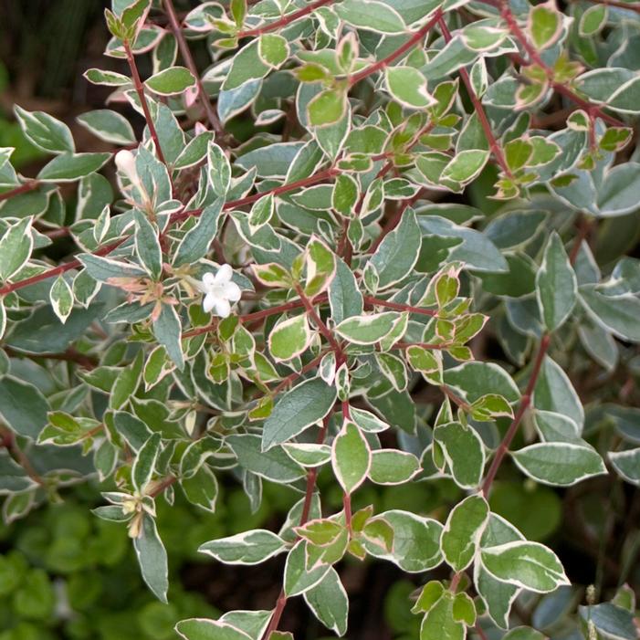 SILVER ANNIVERSARY™ ABELIA