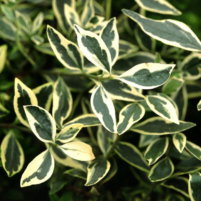 SILVER ANNIVERSARY™ ABELIA