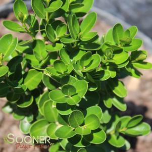 Buxus sempervirens 'Green Pillar'