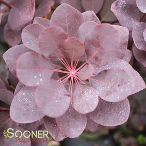 Cotinus coggygria 'Purple Supreme'