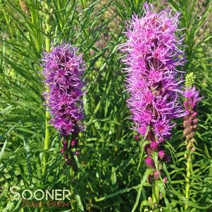 Liatris spicata 'Kobold'