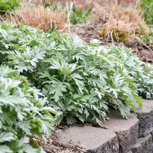 Artemisia x 'Silver Lining'