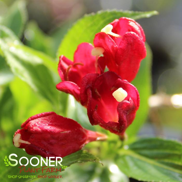 SONIC BLOOM® RED WEIGELA