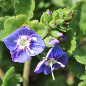 CRYSTAL RIVER® SPEEDWELL